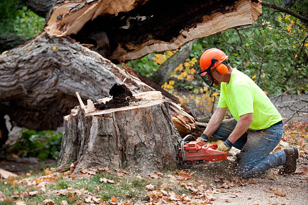 Best Tree Health Inspection  in South Les, AK